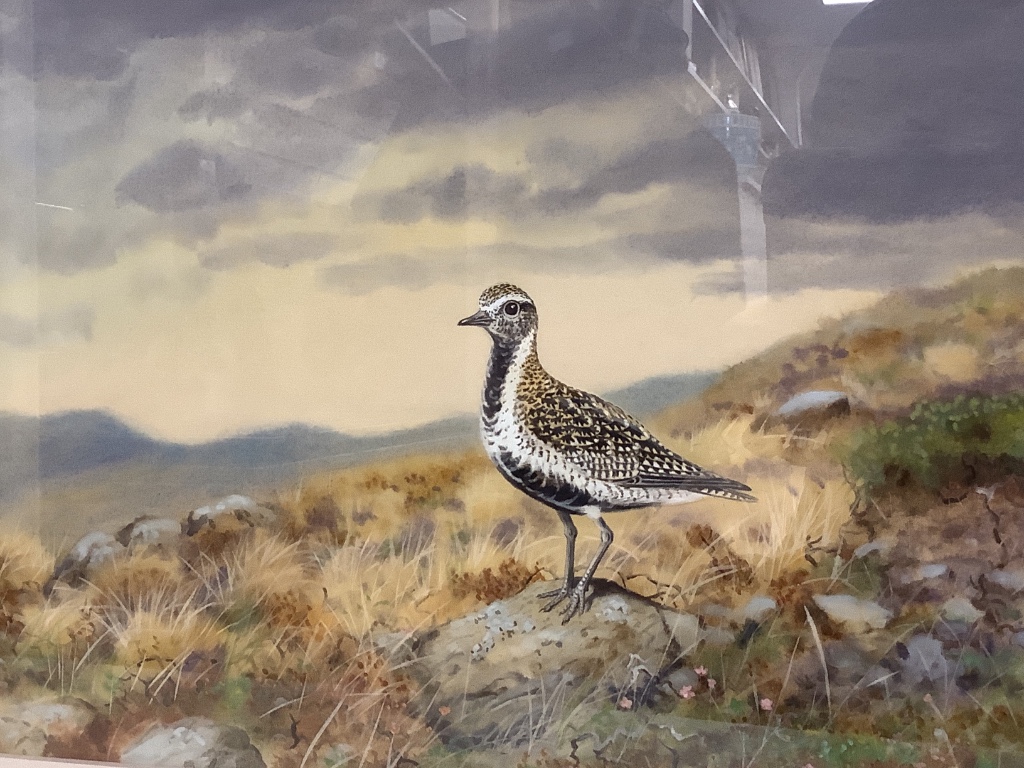 Richard Robjent (b. 1937), watercolour and gouache on paper, Fenland landscape with pheasant and barn owl, signed, 36 x 48cm